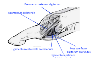 ligamenten DIP vinger